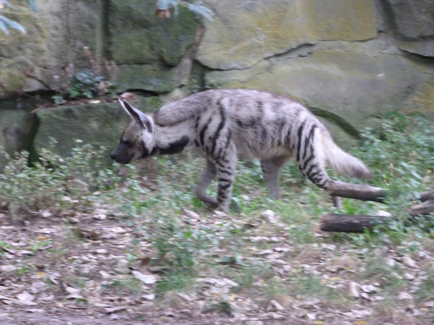 Arabian striped hyena -Tierpark Berlin (2024)