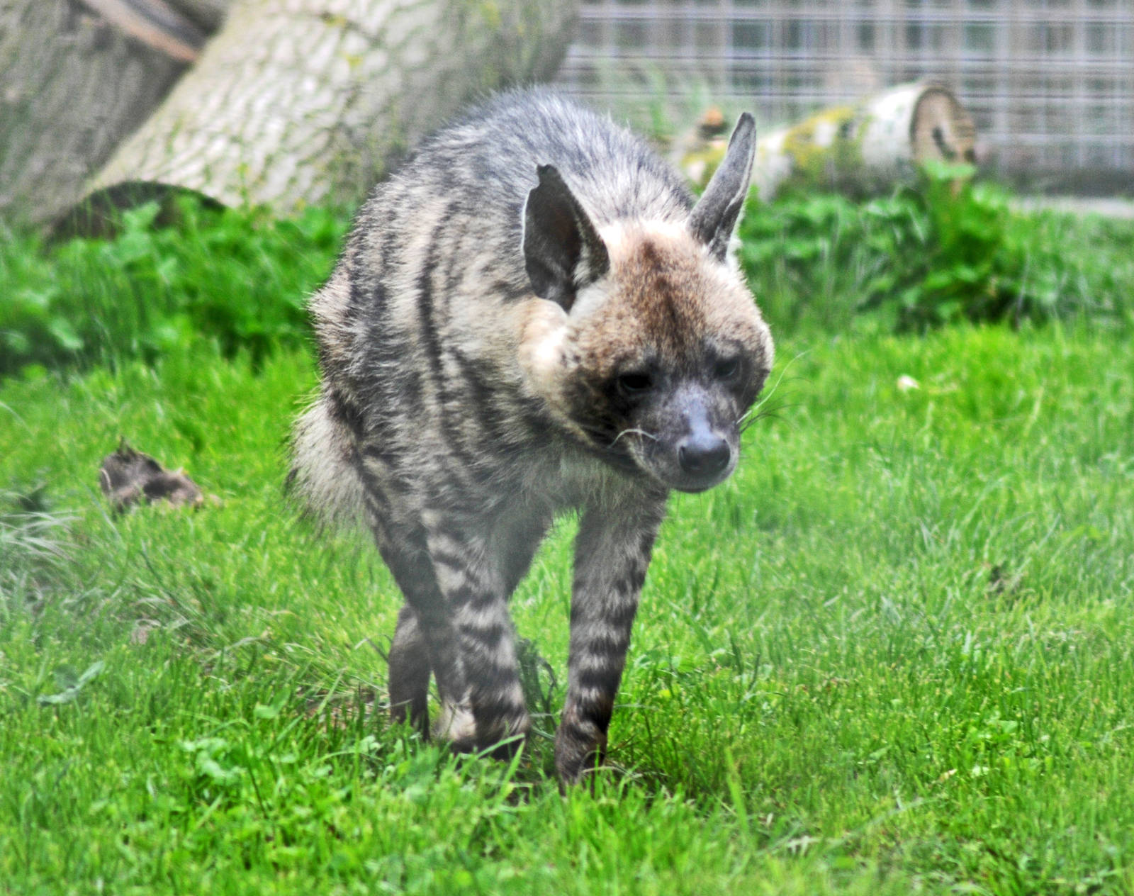 Arabian Striped Hyena