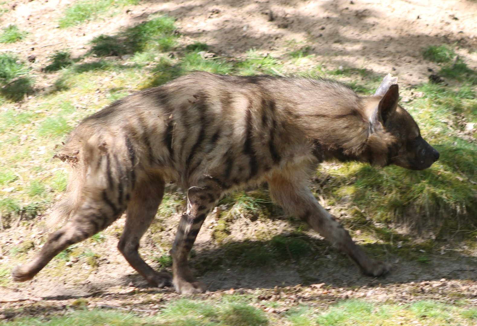 Arabian striped hyena