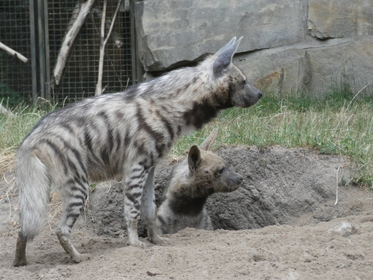 Arabian Striped Hyena