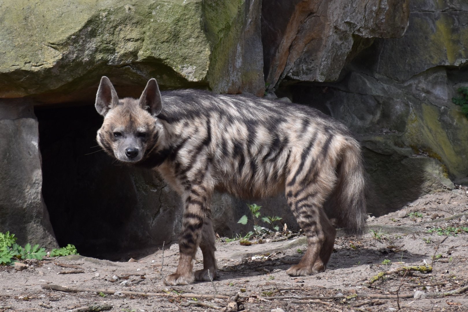 Arabian striped hyena