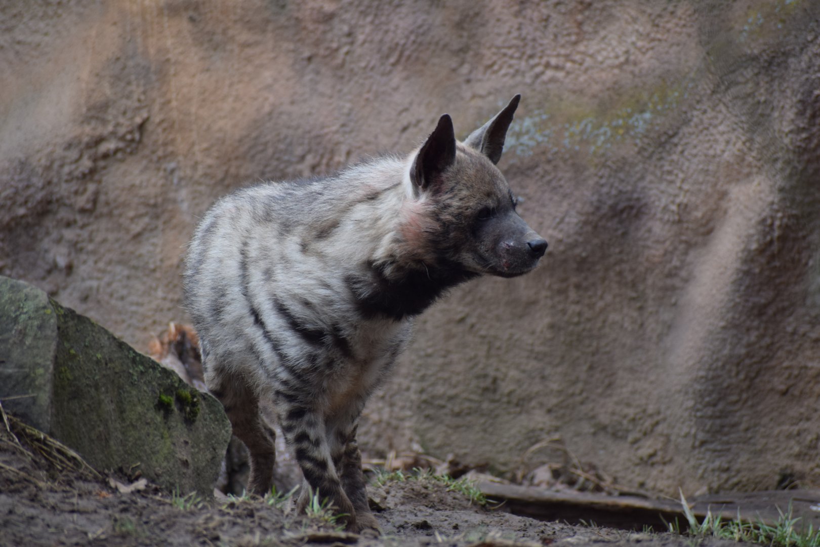 Arabian striped hyena
