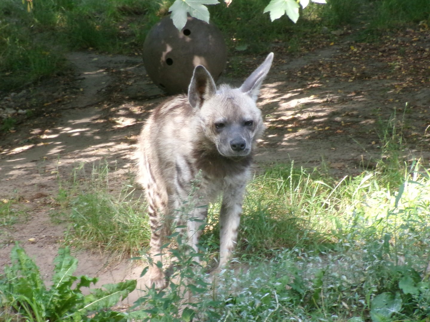 Arabian striped hyena