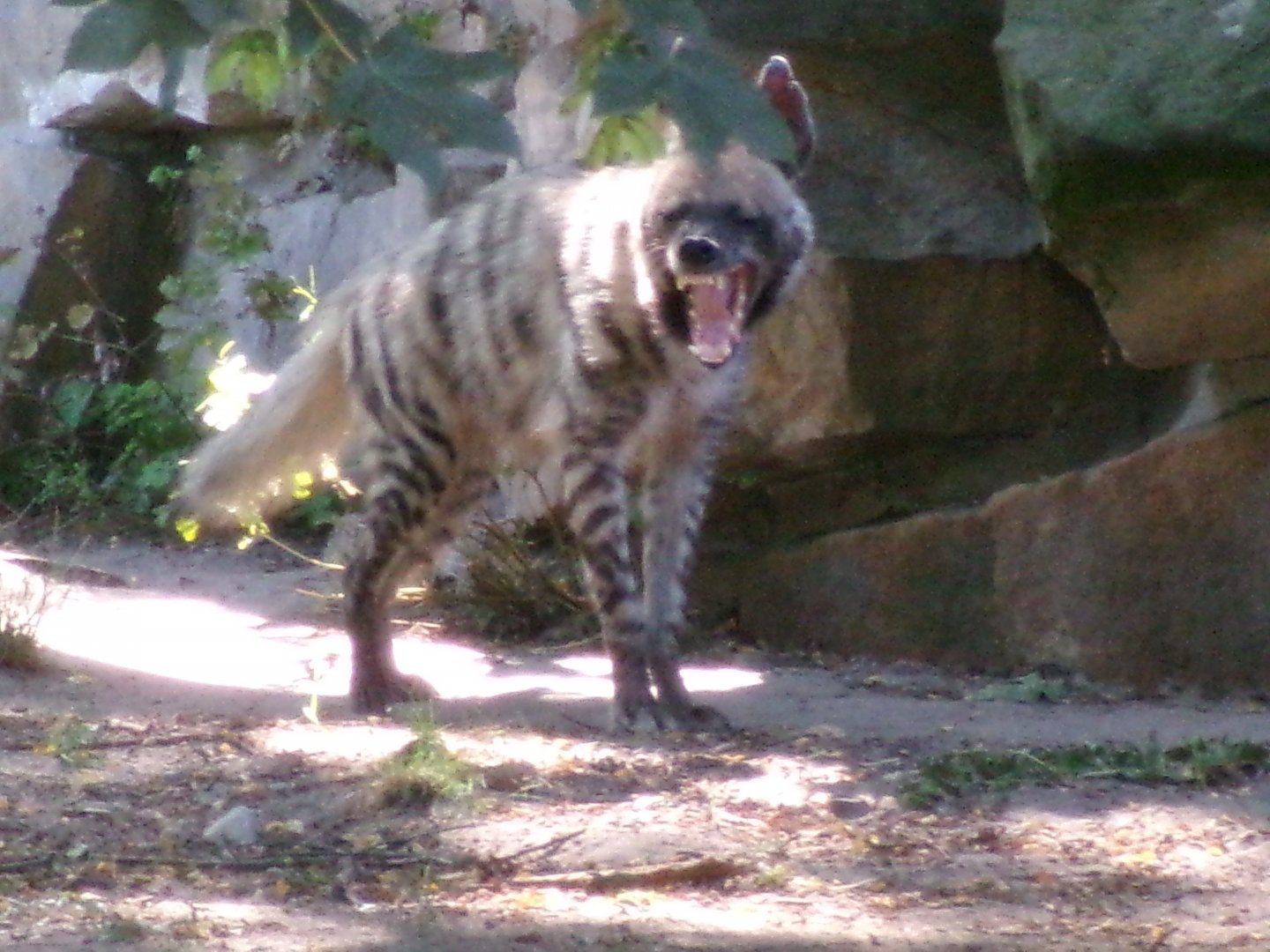 Arabian striped hyena
