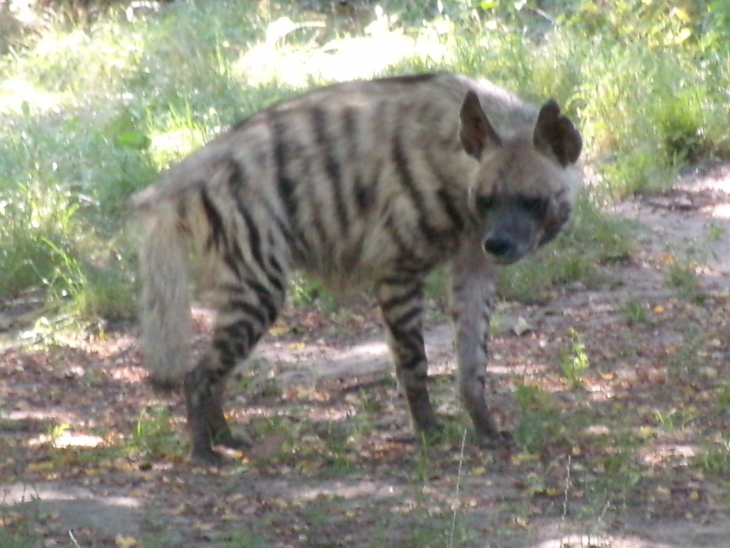 Arabian striped hyena