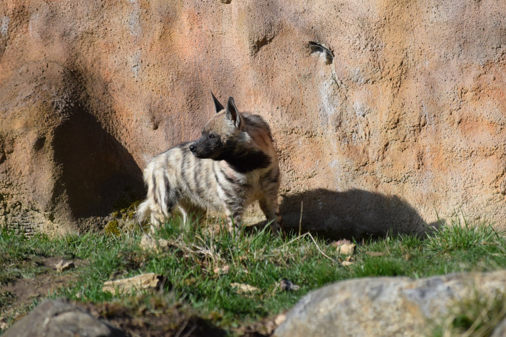 Arabian striped hyena
