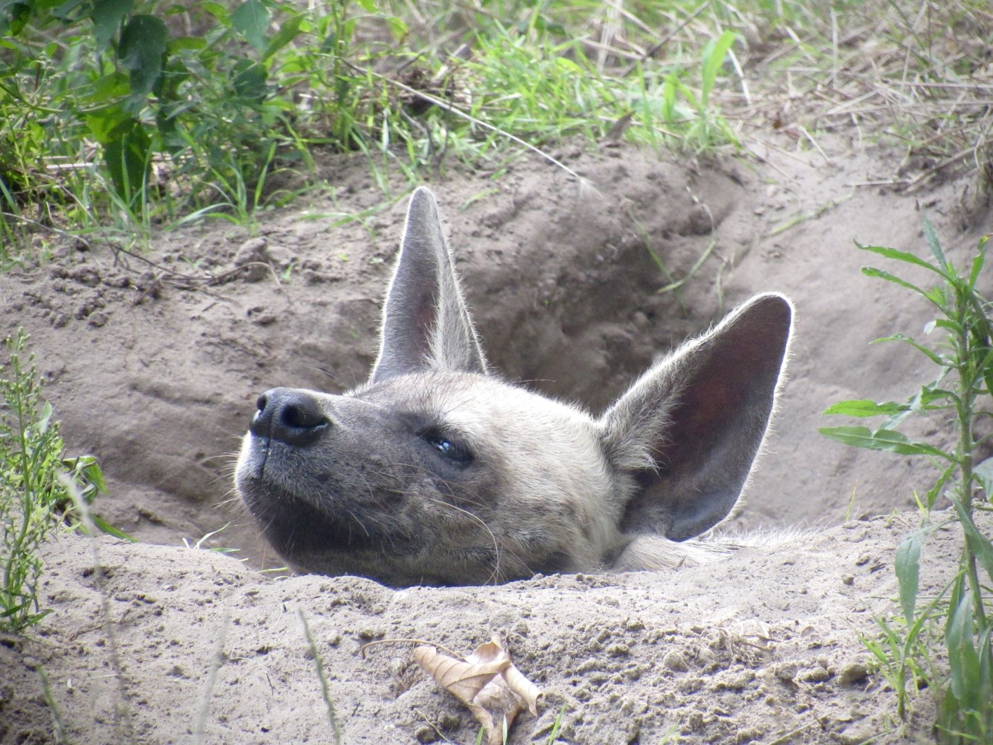 Arabian striped hyena
