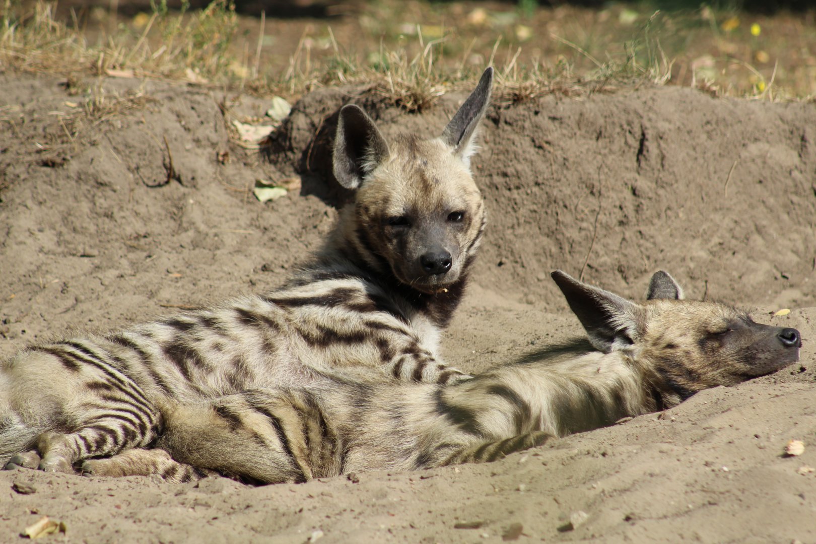 Arabian Striped Hyenas