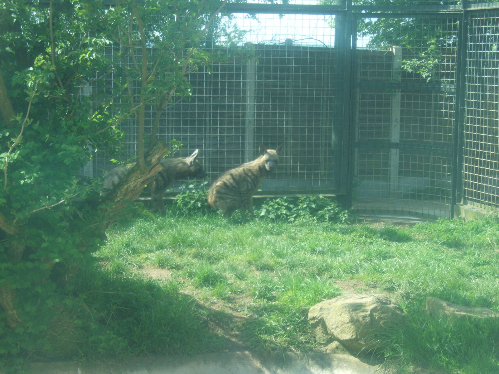 Arabian Stripped Hyena