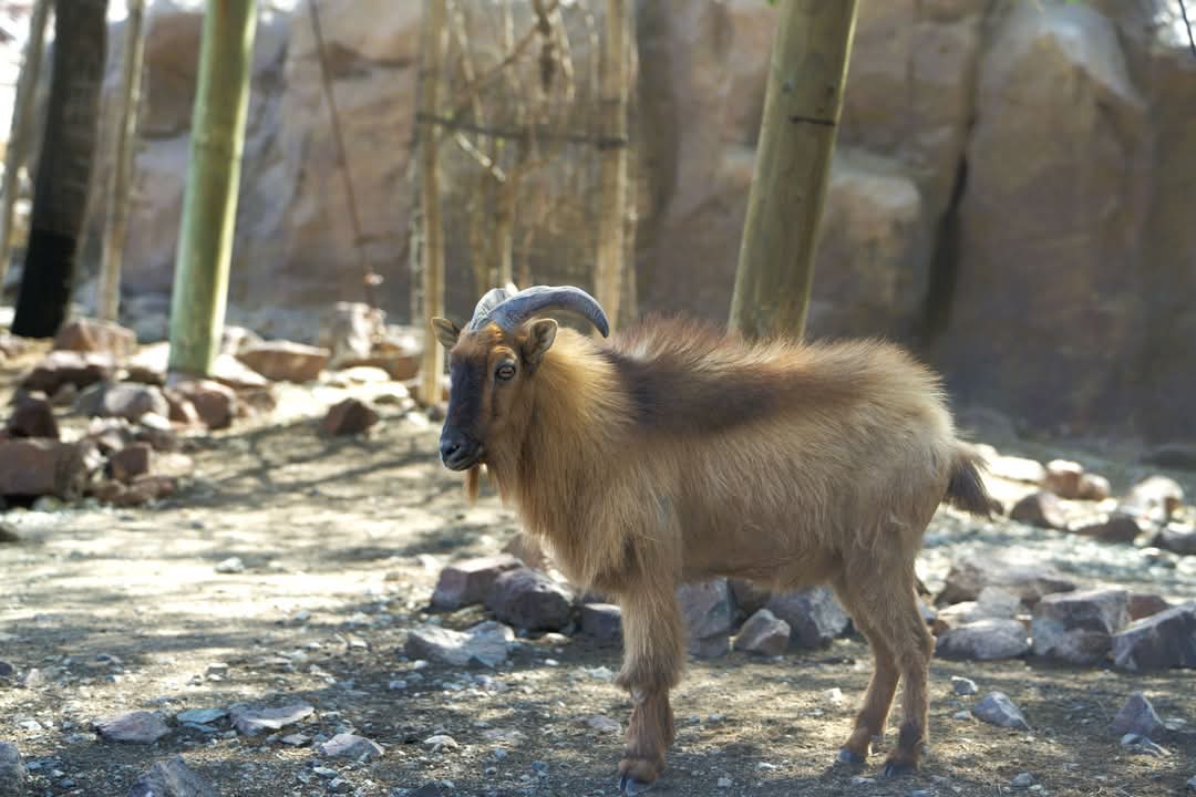 Arabian Tahr,  Al Hefaiyah Conservation Centre