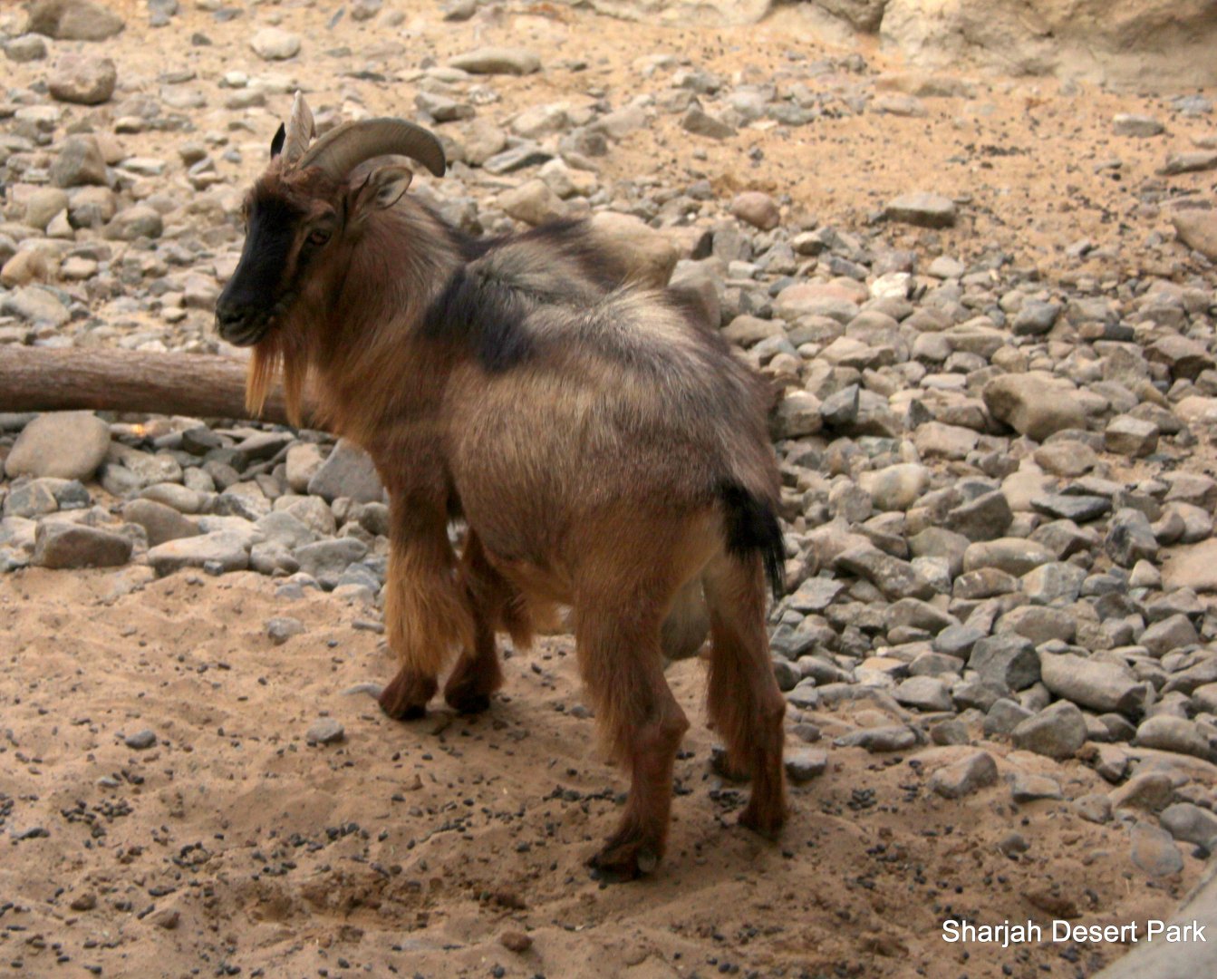 Arabian tahr (Arabitragus jayakari) Sept 2018