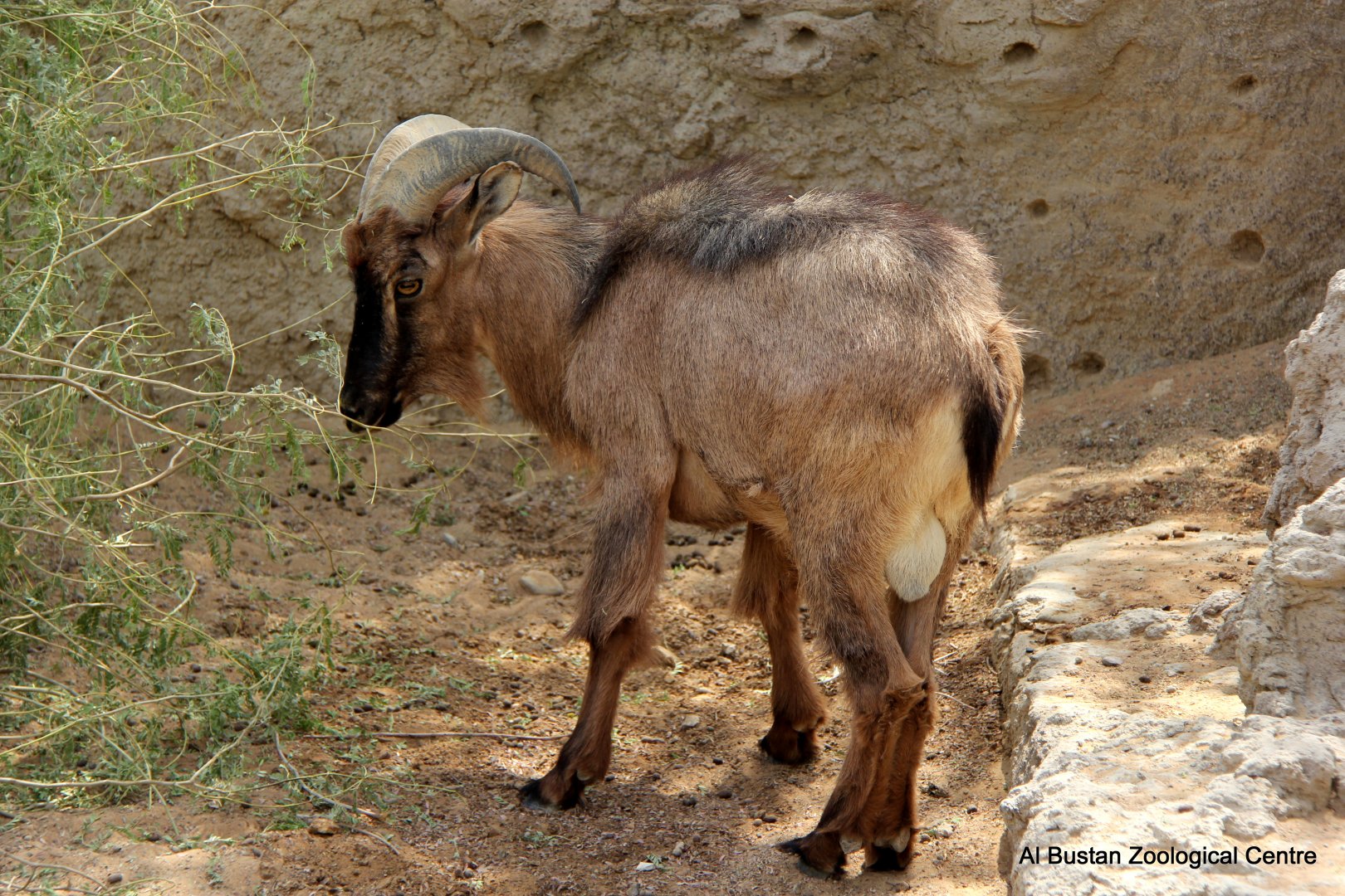 Arabian tahr (Arabitragus jayakari)