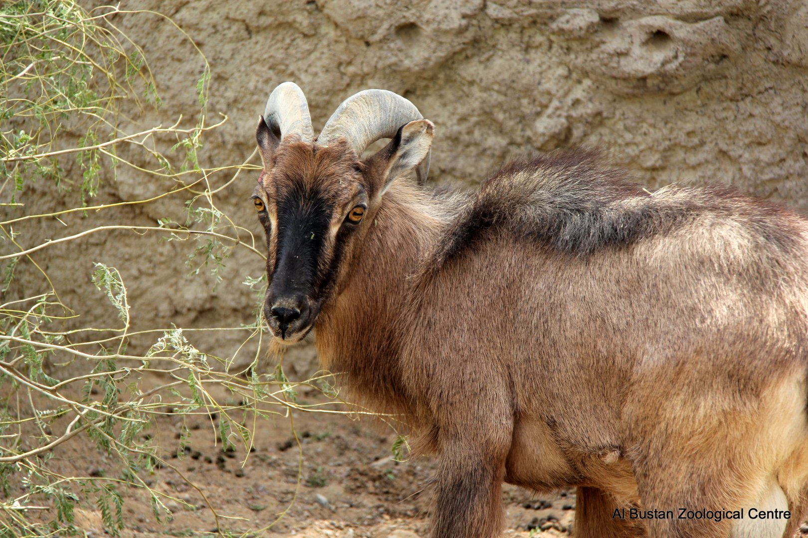 Arabian tahr (Arabitragus jayakari)