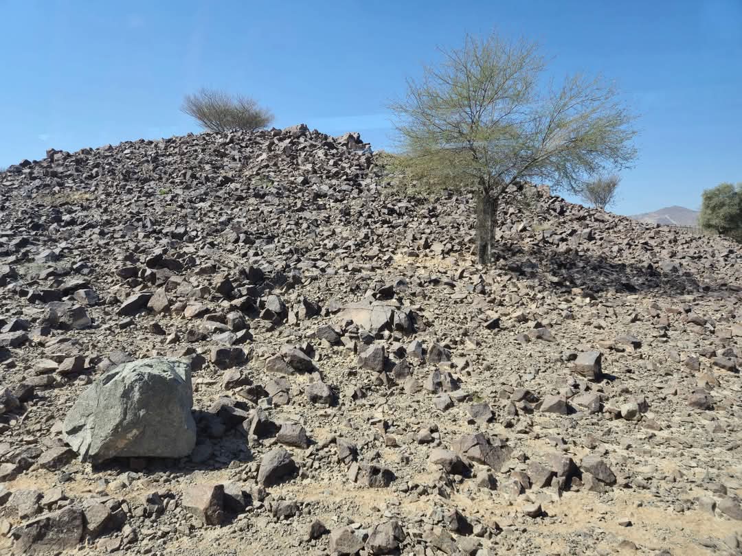 Arabian Tahr exhibit,  Al Hefaiyah Conservation Centre