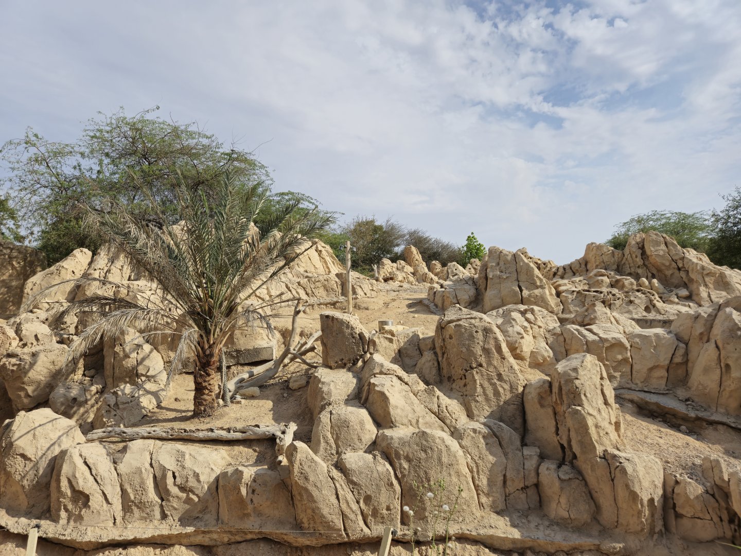 Arabian Tahr exhibit