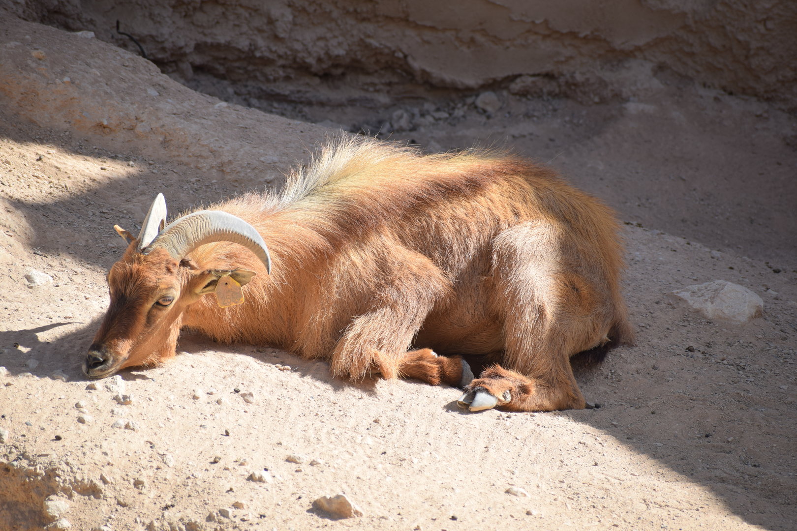 Arabian Tahr