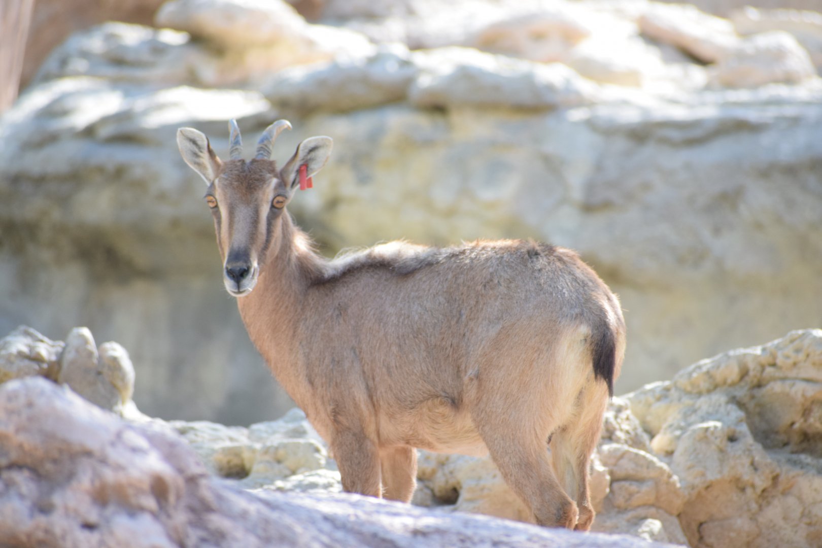 Arabian tahr