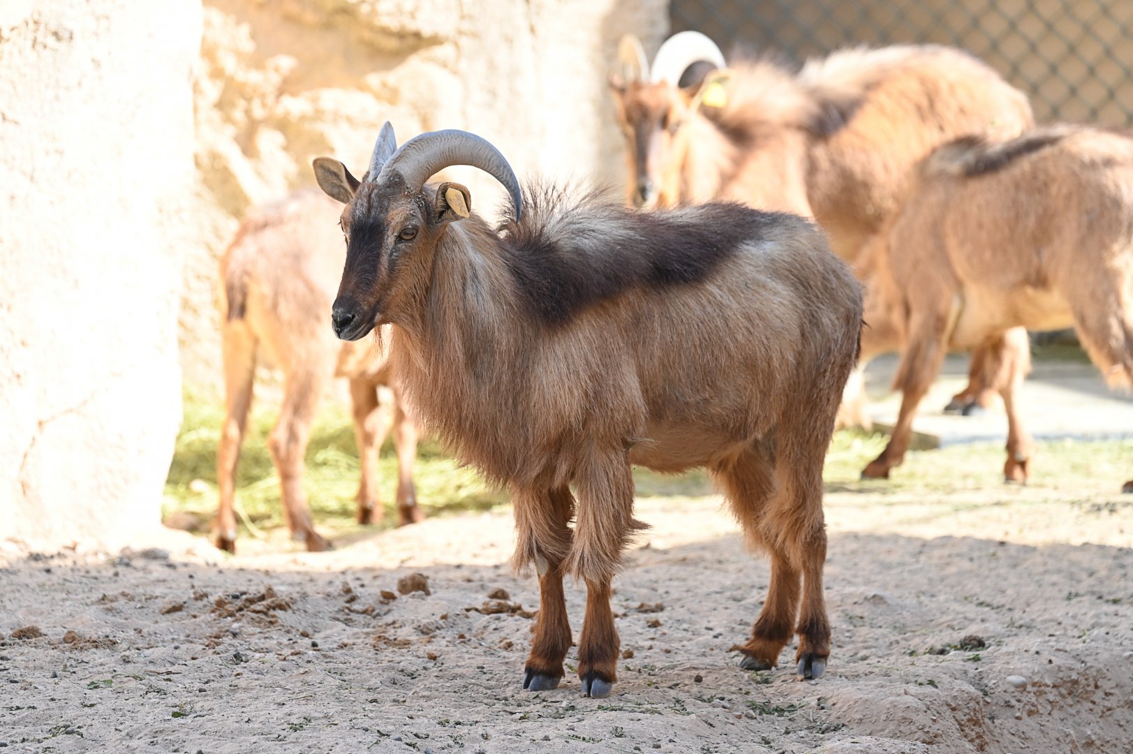 Arabian Tahr