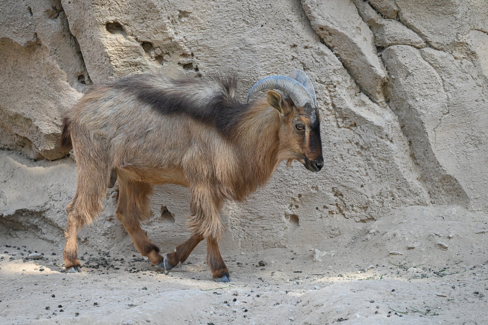 Arabian Tahr