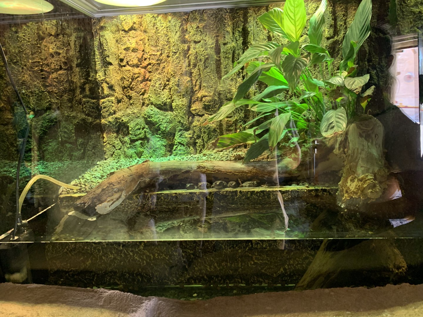 Arabian toads and exhibit