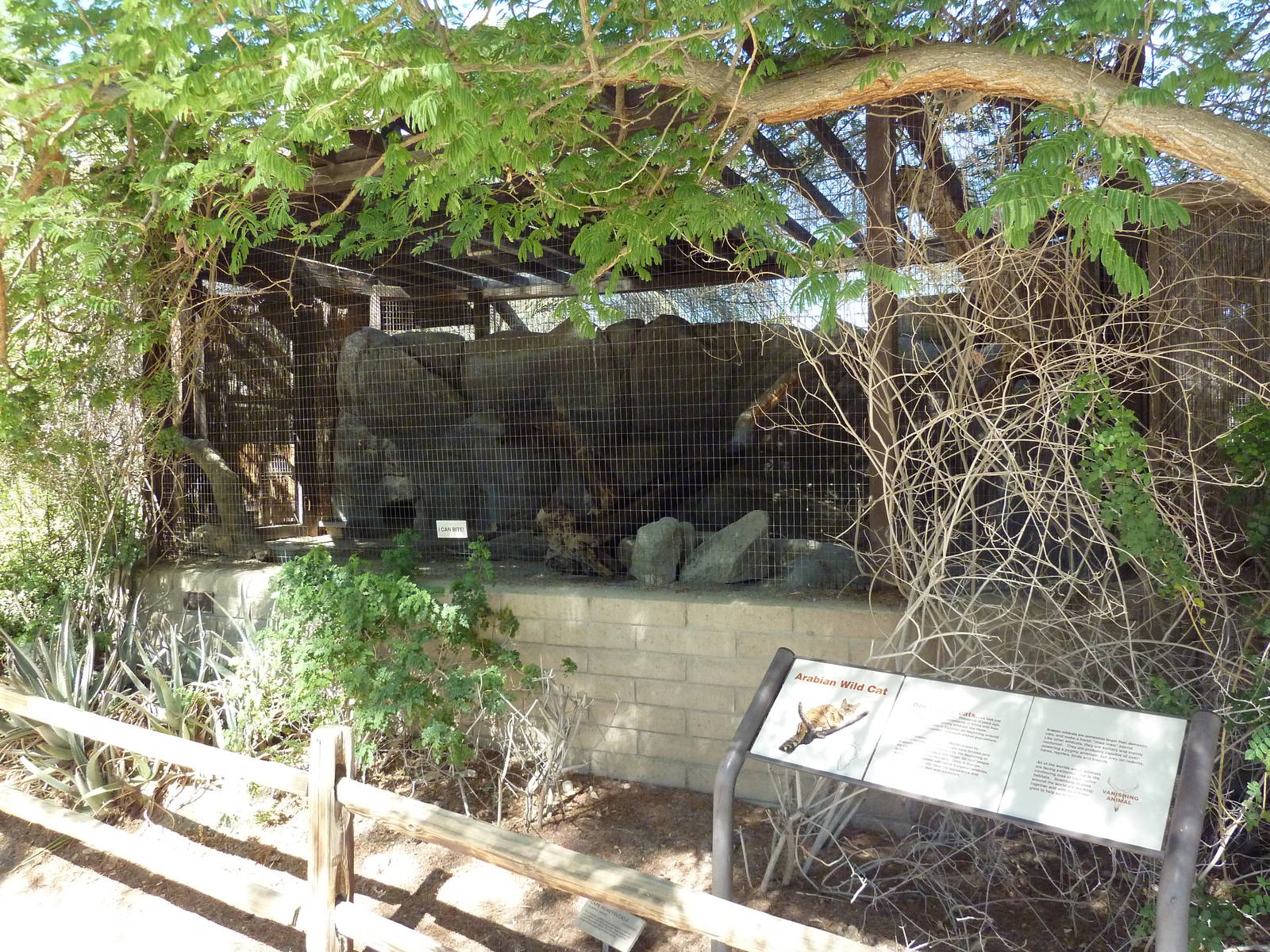 Arabian Wild Cat Exhibit