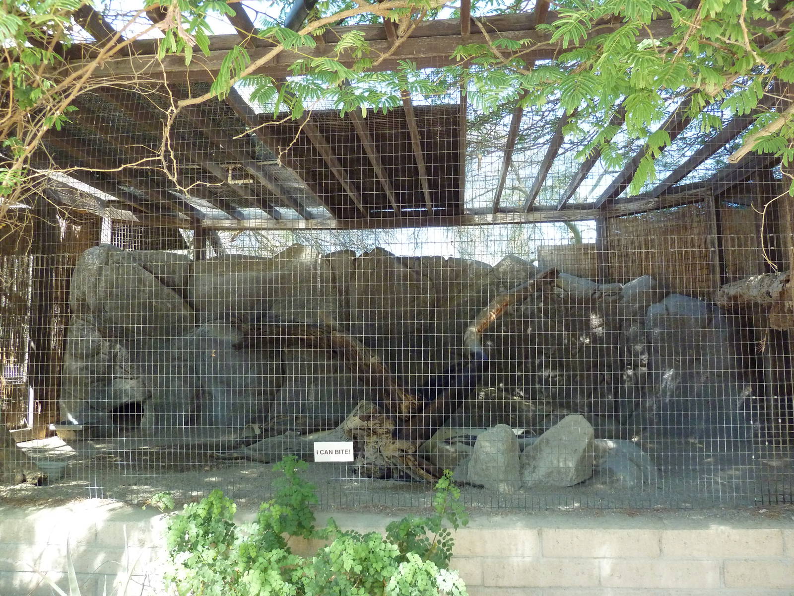 Arabian Wild Cat Exhibit