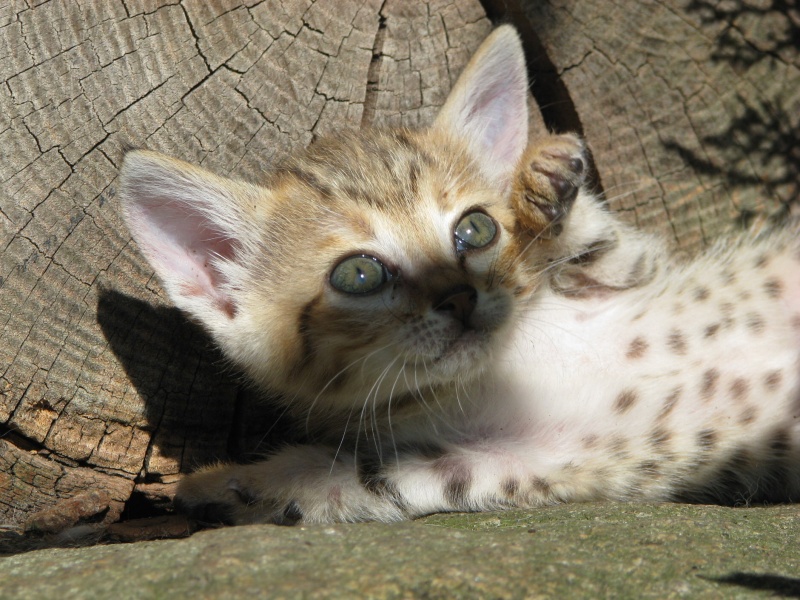 Arabian wild cat @ Jihlava zoo