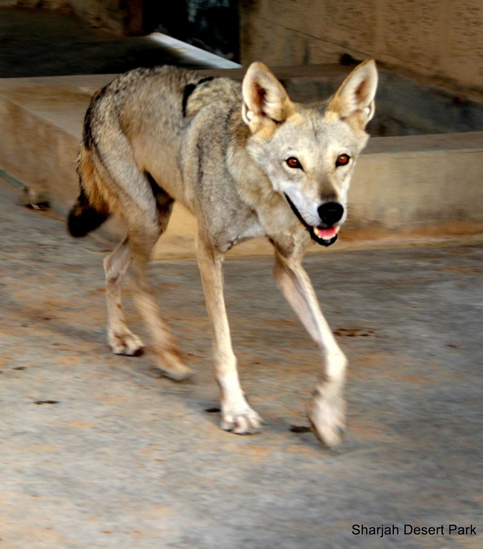Arabian wolf (Canis lupus arabs) Sept 2018