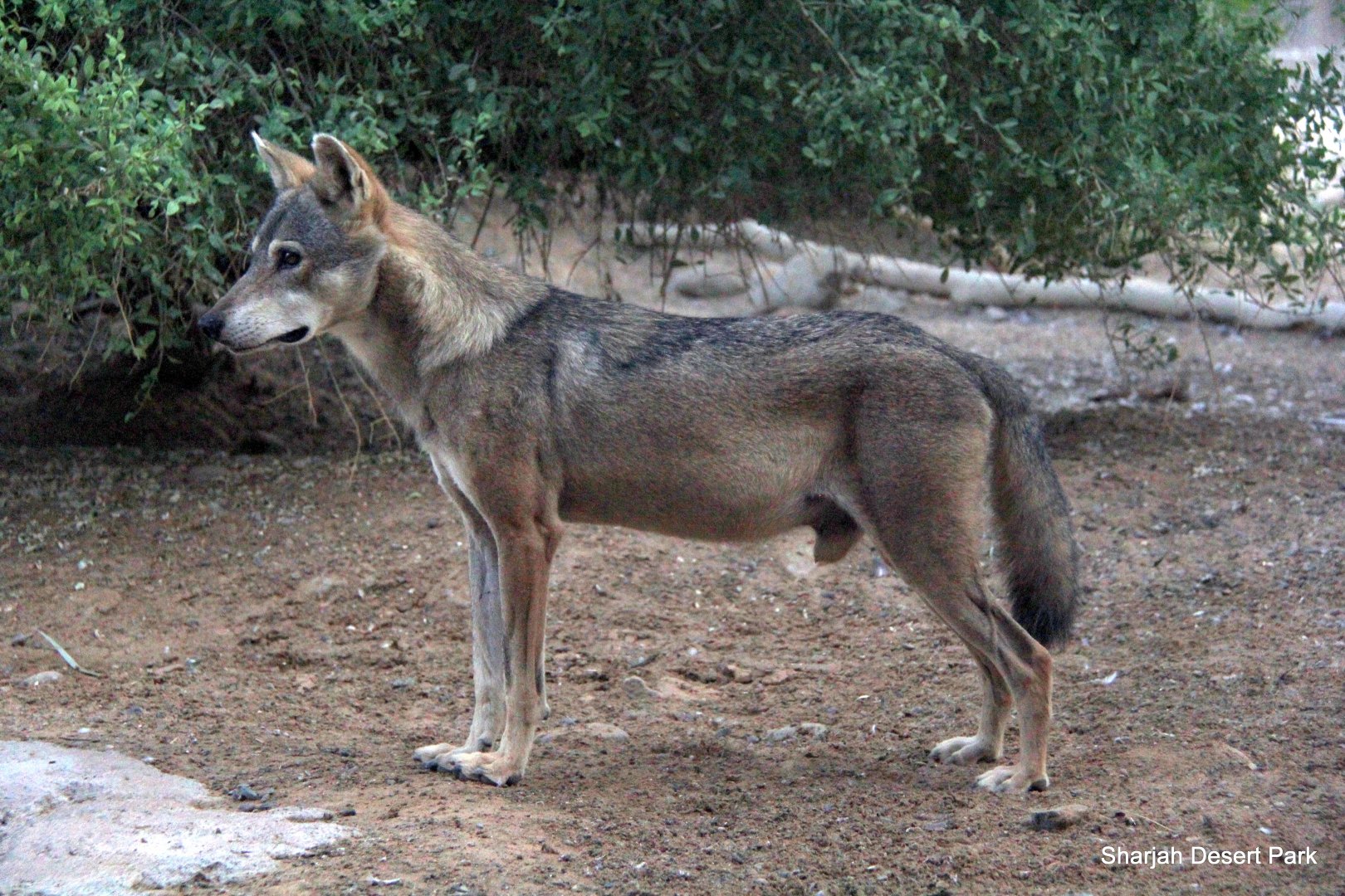 Arabian wolf (Canis lupus arabs) Sept 2018