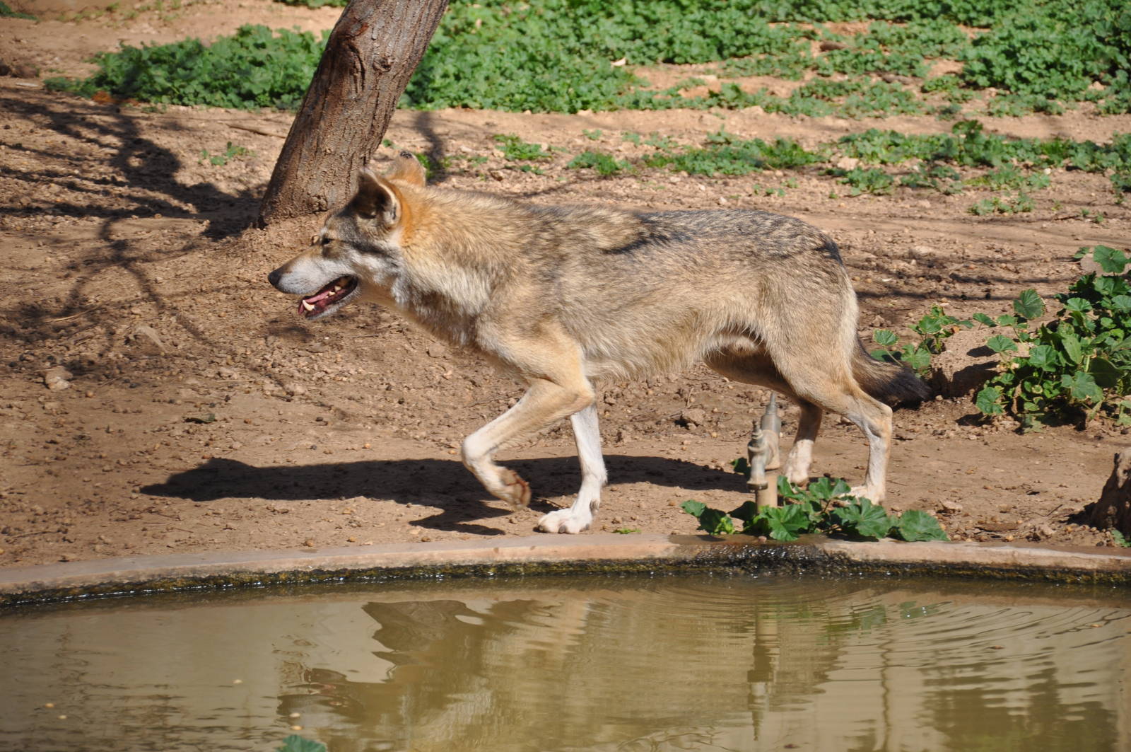 Arabian wolf/ Canis lupus arabs