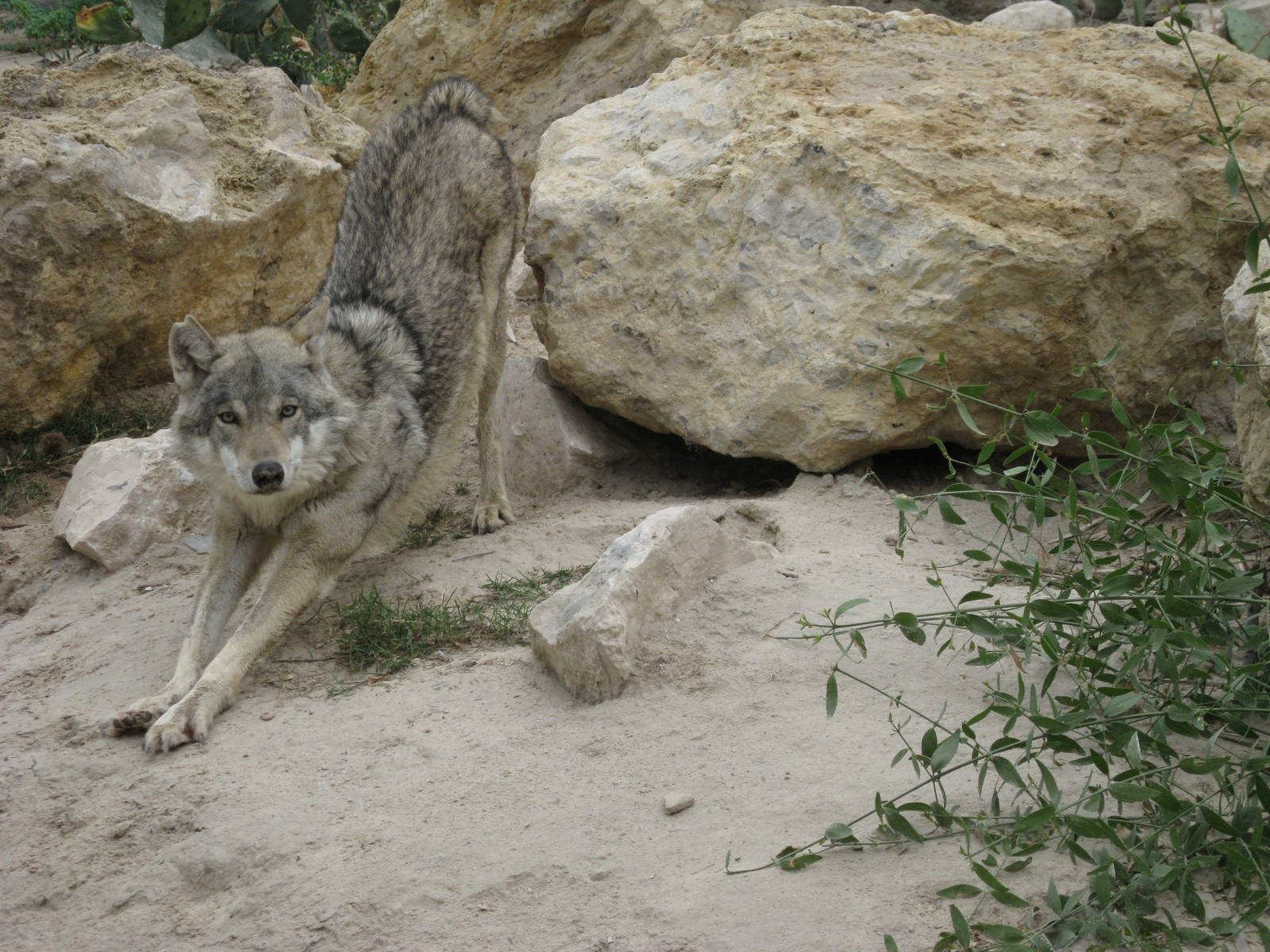Arabian wolf