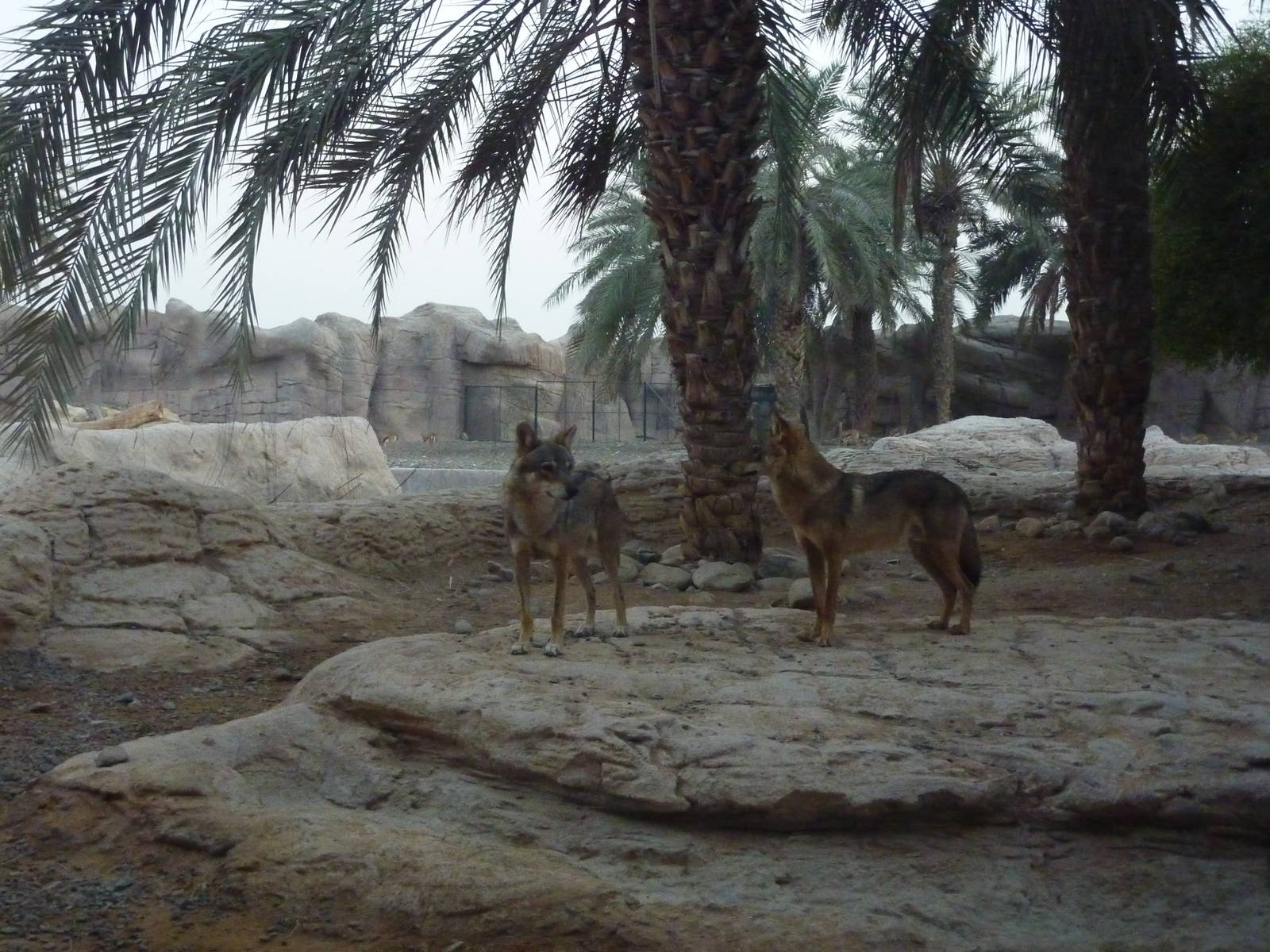 Arabian wolves, December 2011.