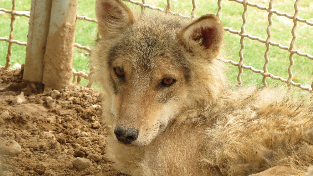 arabic wolf (dezfule zoo)