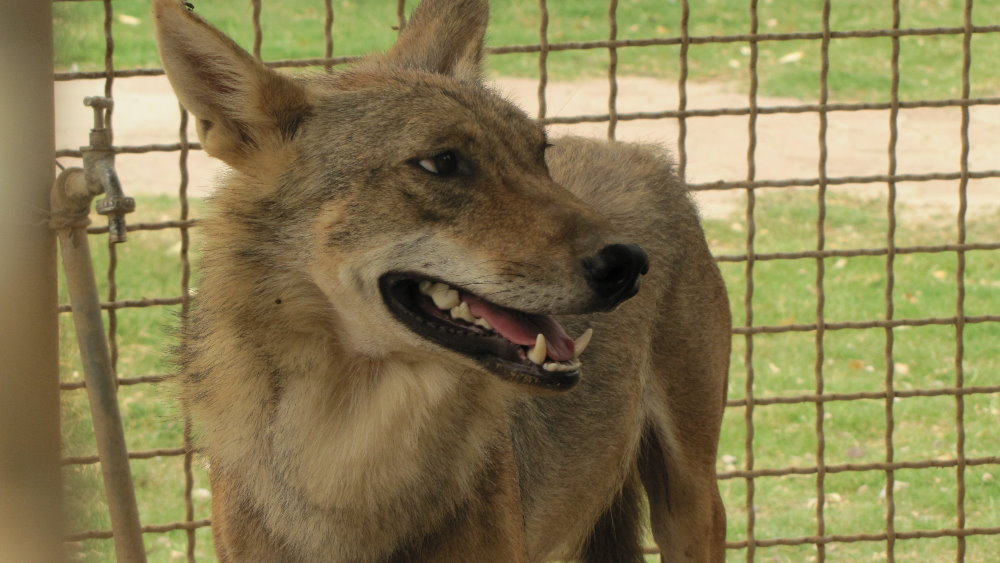 arabic wolf (dezfule zoo)