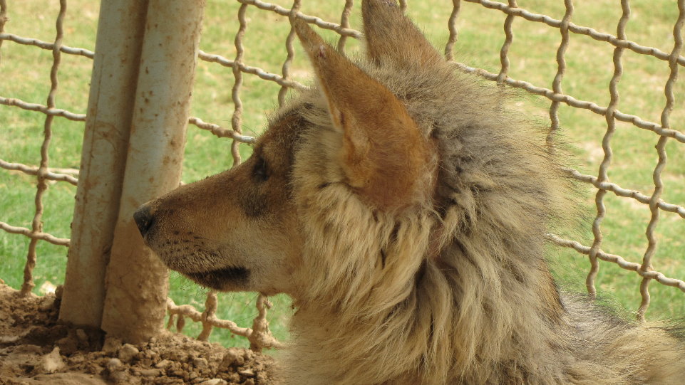 arabic wolf (dezfule zoo)