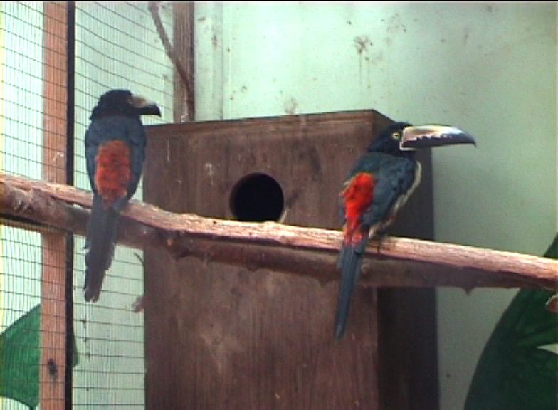 Aracari aviary at Amazon world