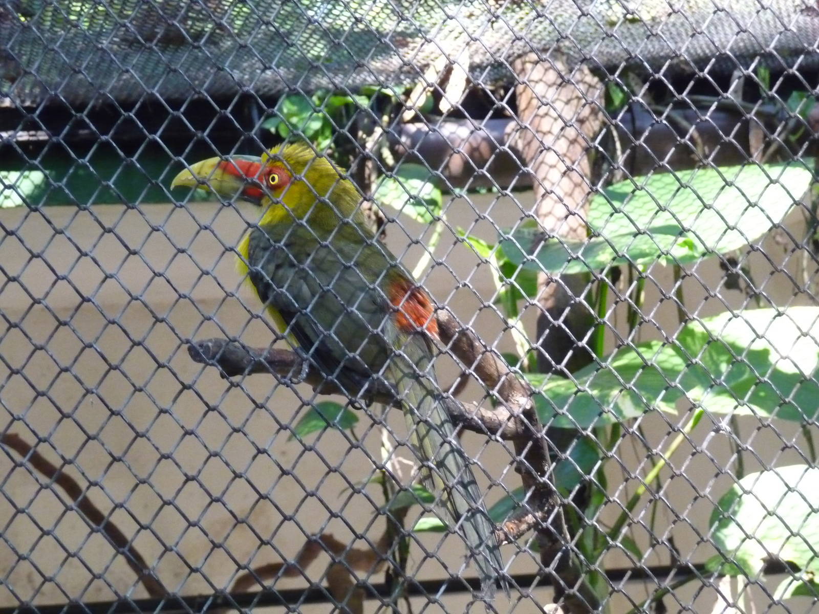 aracari banana rio zoo
