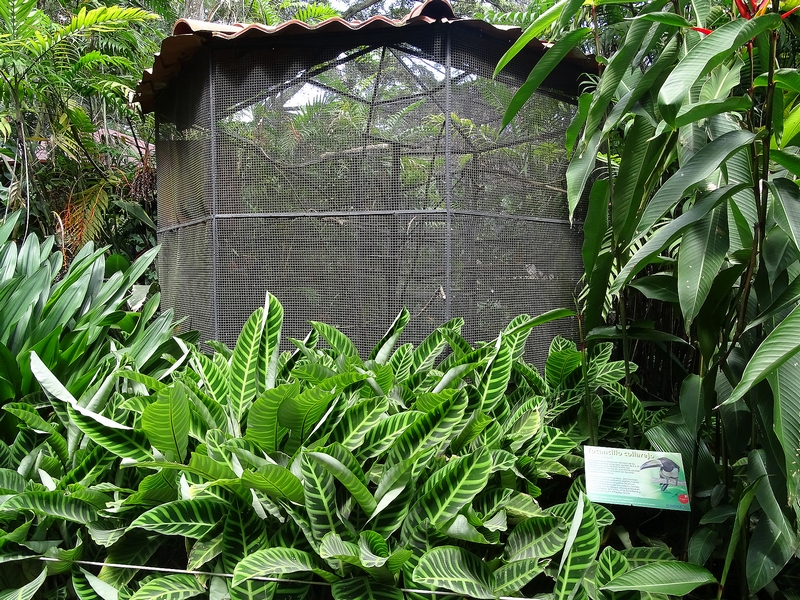 Aracari enclosure