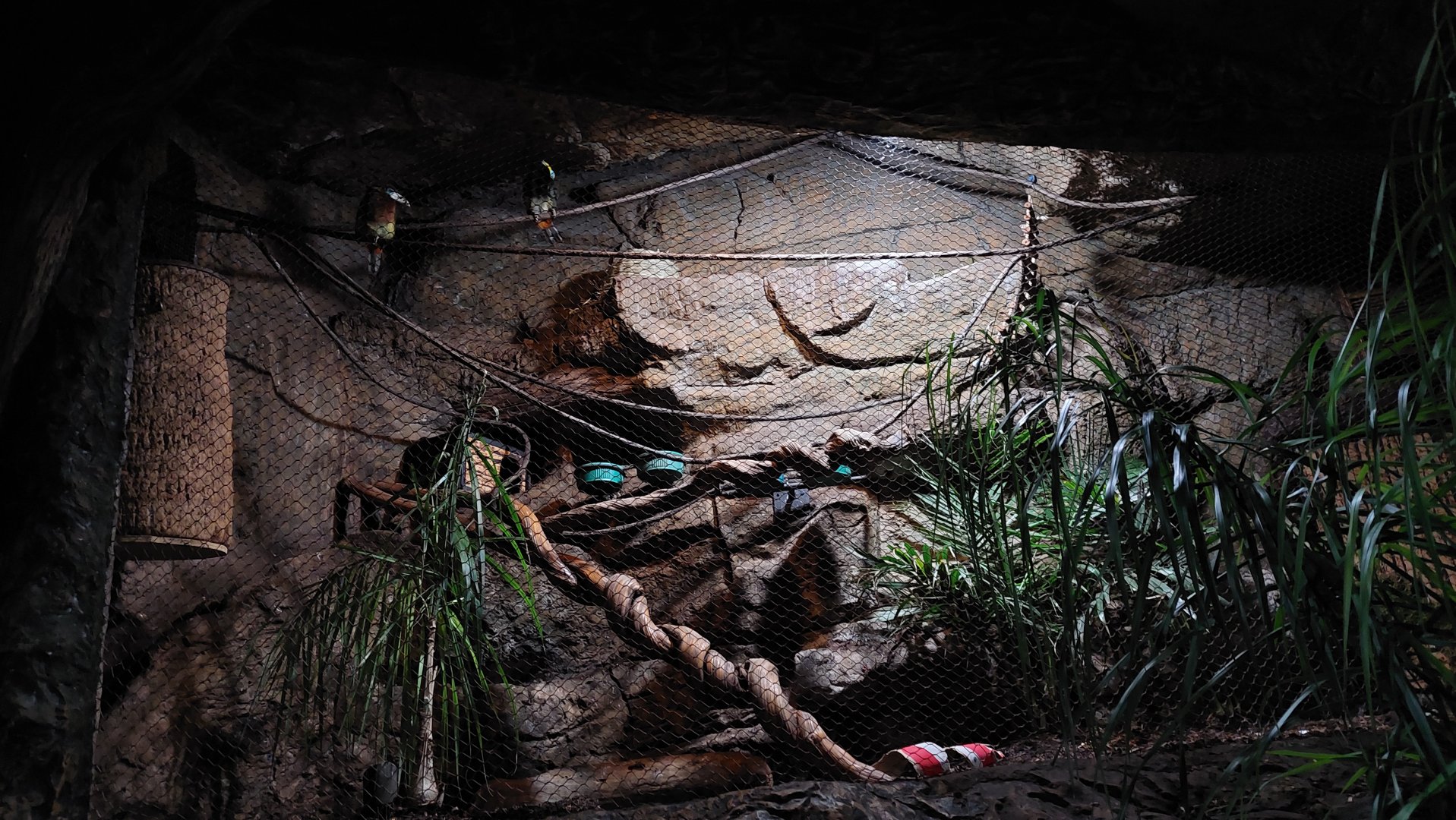 Aracari Exhibit- Toucan Terrace