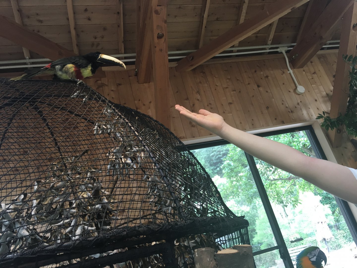 Aracari (id needed)- Nagasaki Bio Park