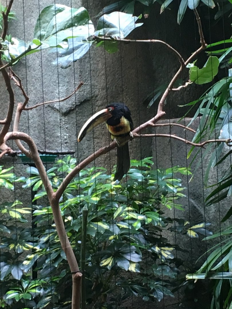 Aracari | Milwaukee County Zoo