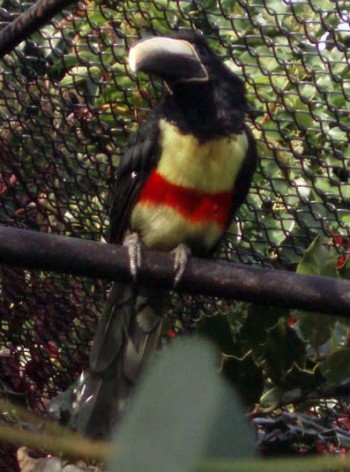 Aracari (Pteroglossus aracari)