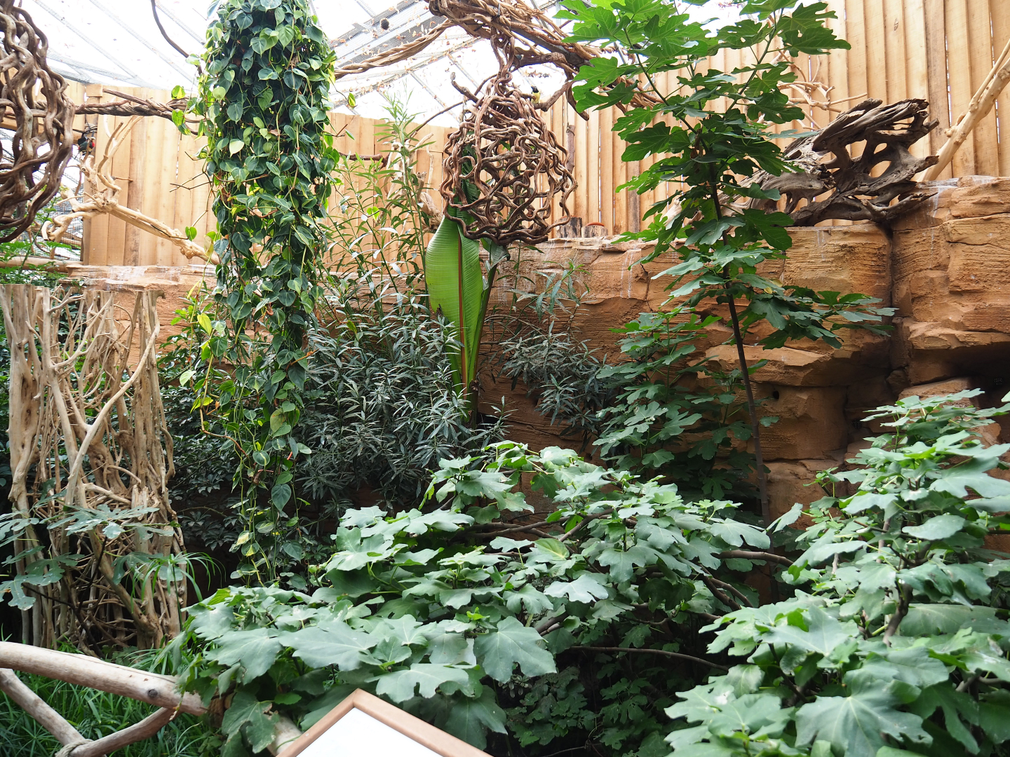 Aracari walk-through aviary, 2019-10-05