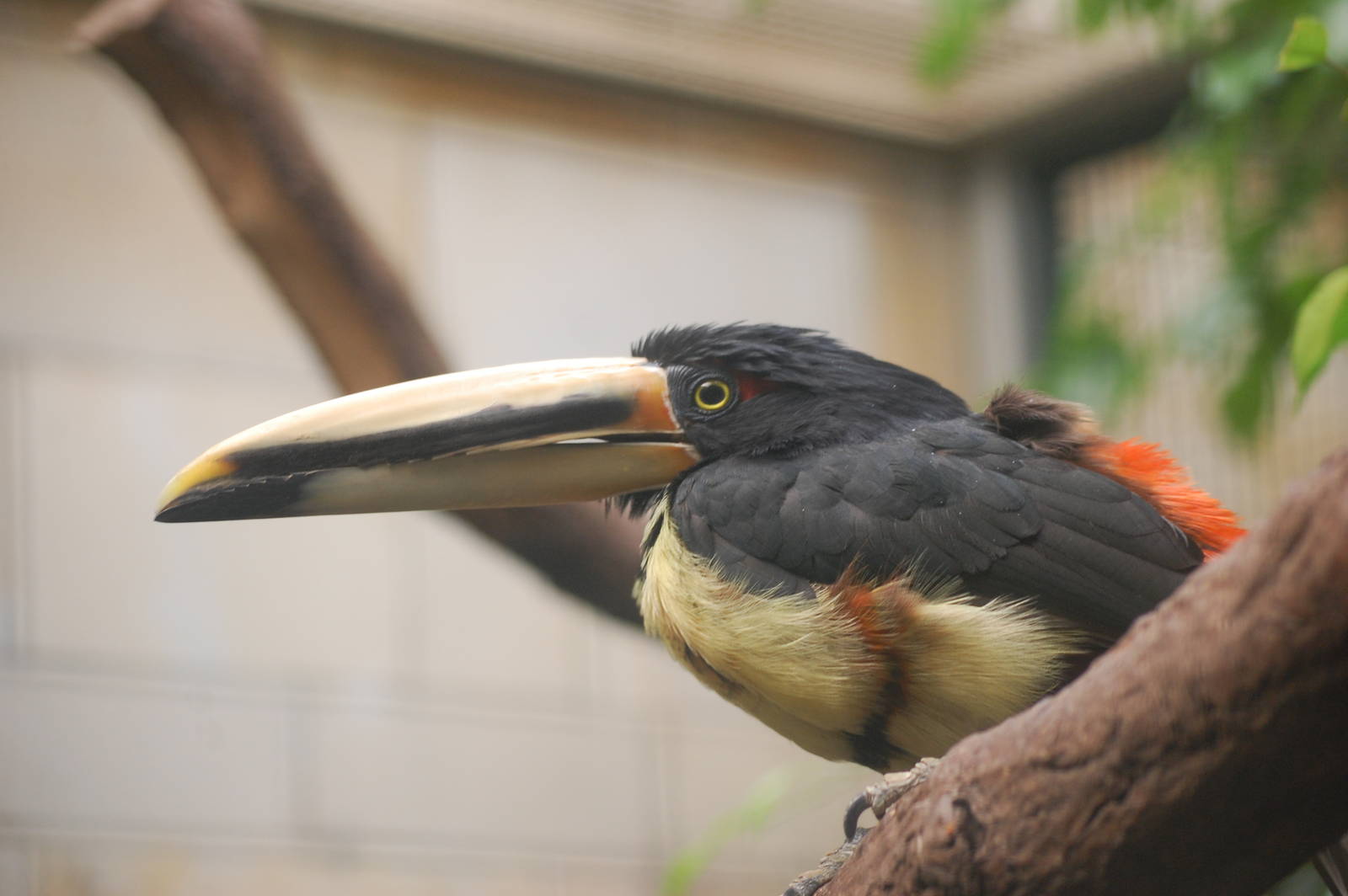 Aracari