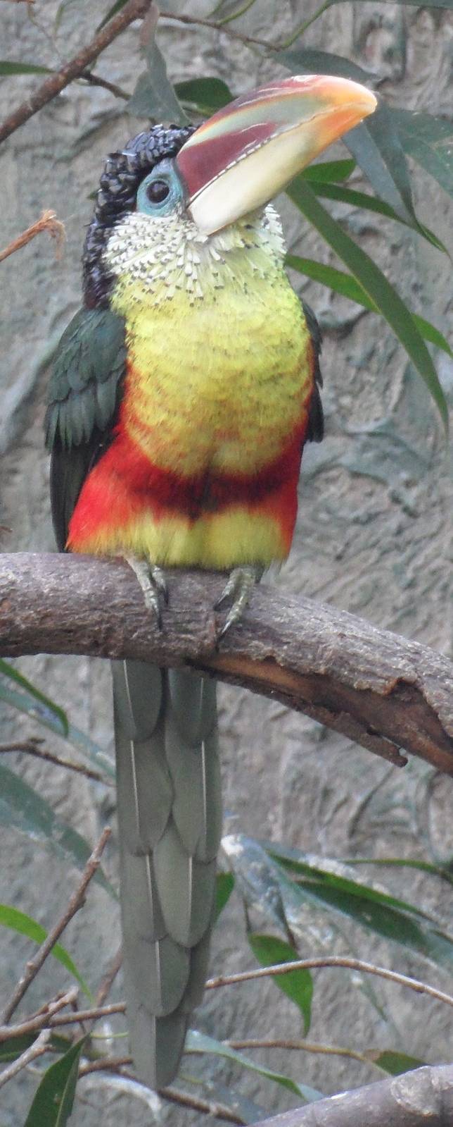 Aracari?