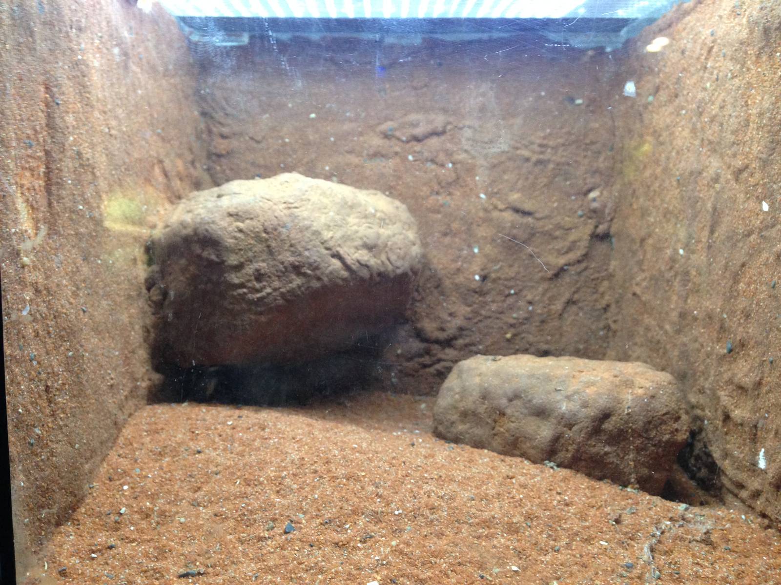 Arachnid Display at Blue Planet Aquarium - 05/10/2013