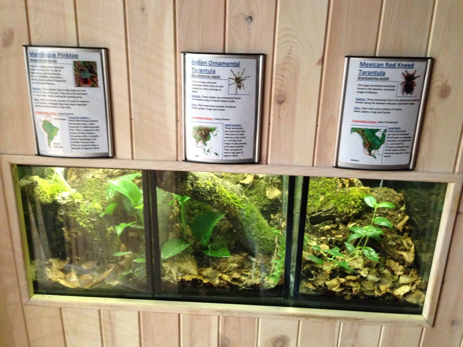 Arachnid Displays at Tropical World - 02/10/2013