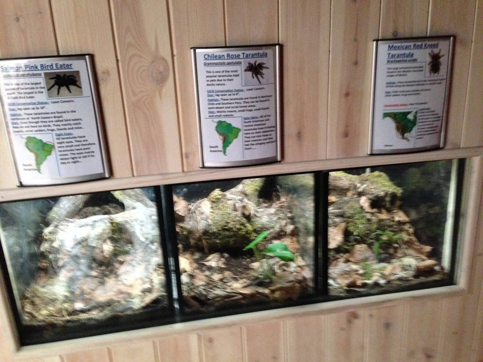 Arachnid Displays at Tropical World - 02/10/2013