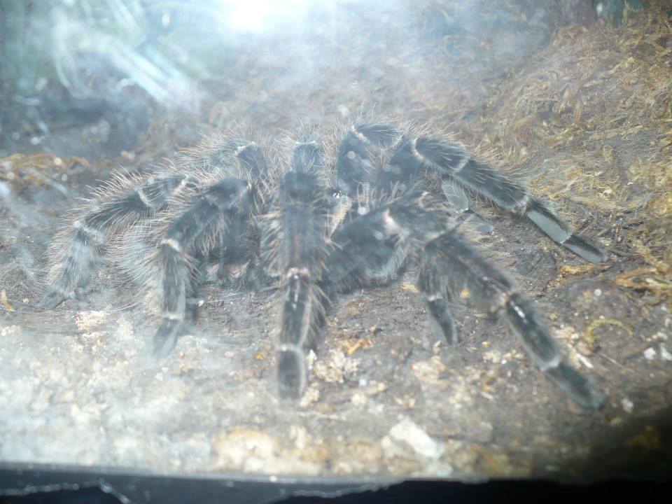 Arachnid in a Reptile House