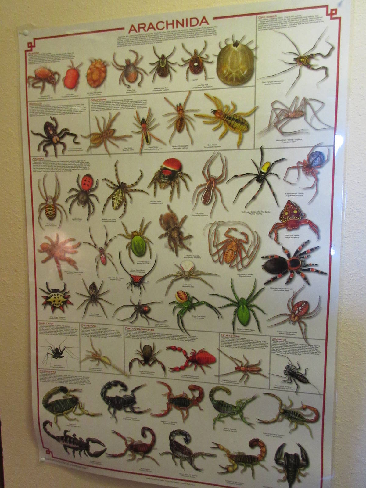 Arachnid Poster